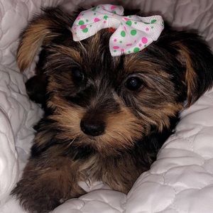 Meet your Posher, Eevelyn